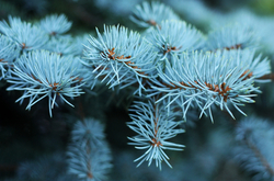 Balsam Fir Yankee Type