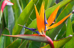 Bird of Paradise
