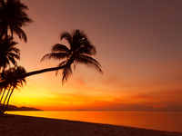 Butt Naked - Tropical Sunset