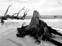 Driftwood