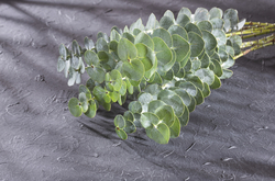 Eucalyptus 80/85 EO - Certified 100% Pure 142