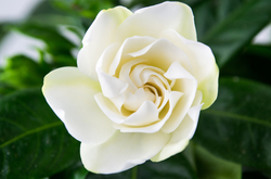 Gardenia