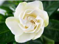 Gardenia