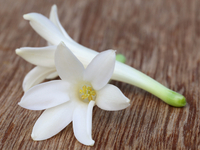 Gardenia Tuberose