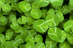 Green Clover & Aloe BBW Type