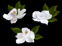 Magnolia