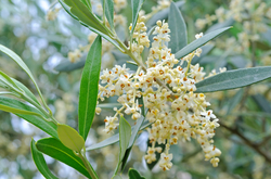 Olive Blossom