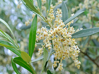 Olive Blossom