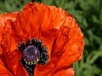 Poppy Blossom Type