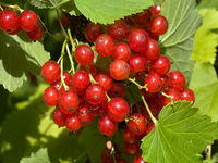 Red Currant Berry