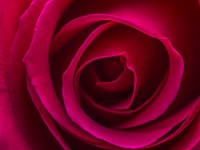 True Rose Yankee Type