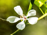 Tuscan Lemon Blossom