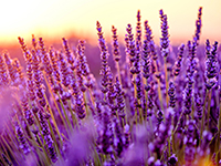 Black Amber & Lavender Type