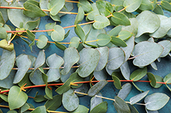Eucalyptus Fragrance Oil