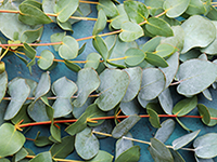 Eucalyptus Fragrance Oil