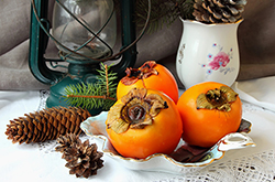 Frosted Persimmon & Pine