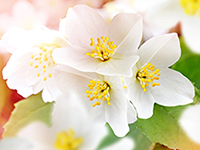 Honeysuckle Jasmine Type
