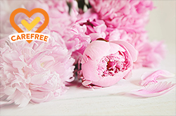 Peony & Blush Suede Type - Carefree Version