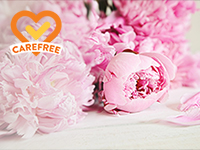 Peony & Blush Suede Type - Carefree Version