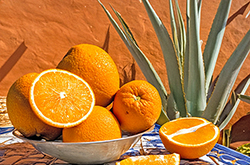 Sweet Orange & Agave BBW Type