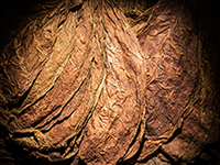 Tobacco Vanille by Tom Ford Type